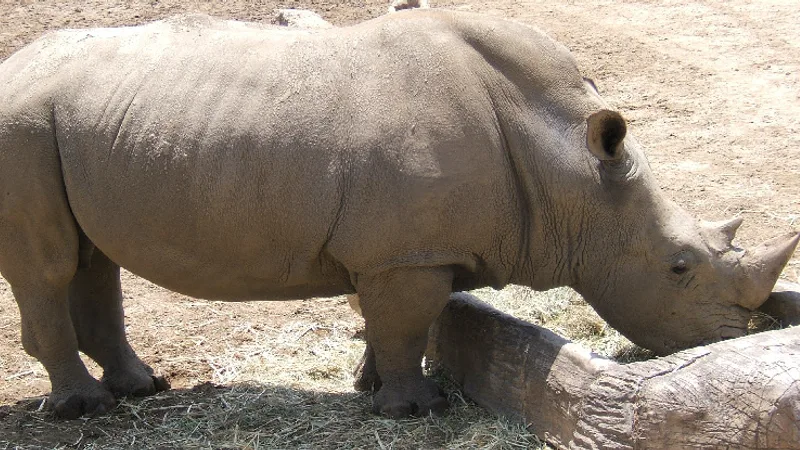 White Rhinoceros in natural habitat