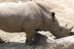 White Rhinoceros in natural habitat