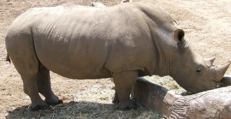 White Rhinoceros in natural habitat