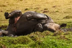 White Rhinoceros grazing in savannah grassland