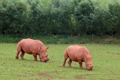 White Rhinoceros in natural habitat