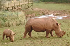 White Rhinoceros in natural habitat