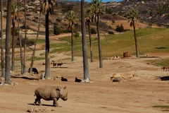 White Rhinoceros in natural habitat