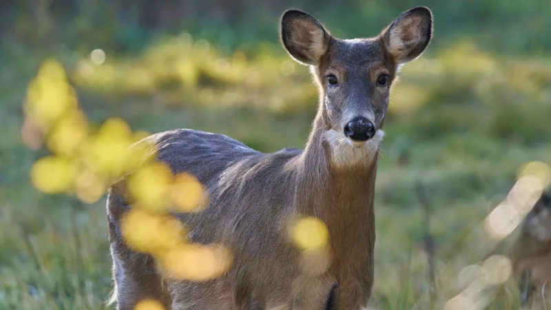 White-tailed doe standing in a sunny clearing