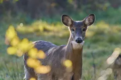 White-tailed doe standing in a sunny clearing