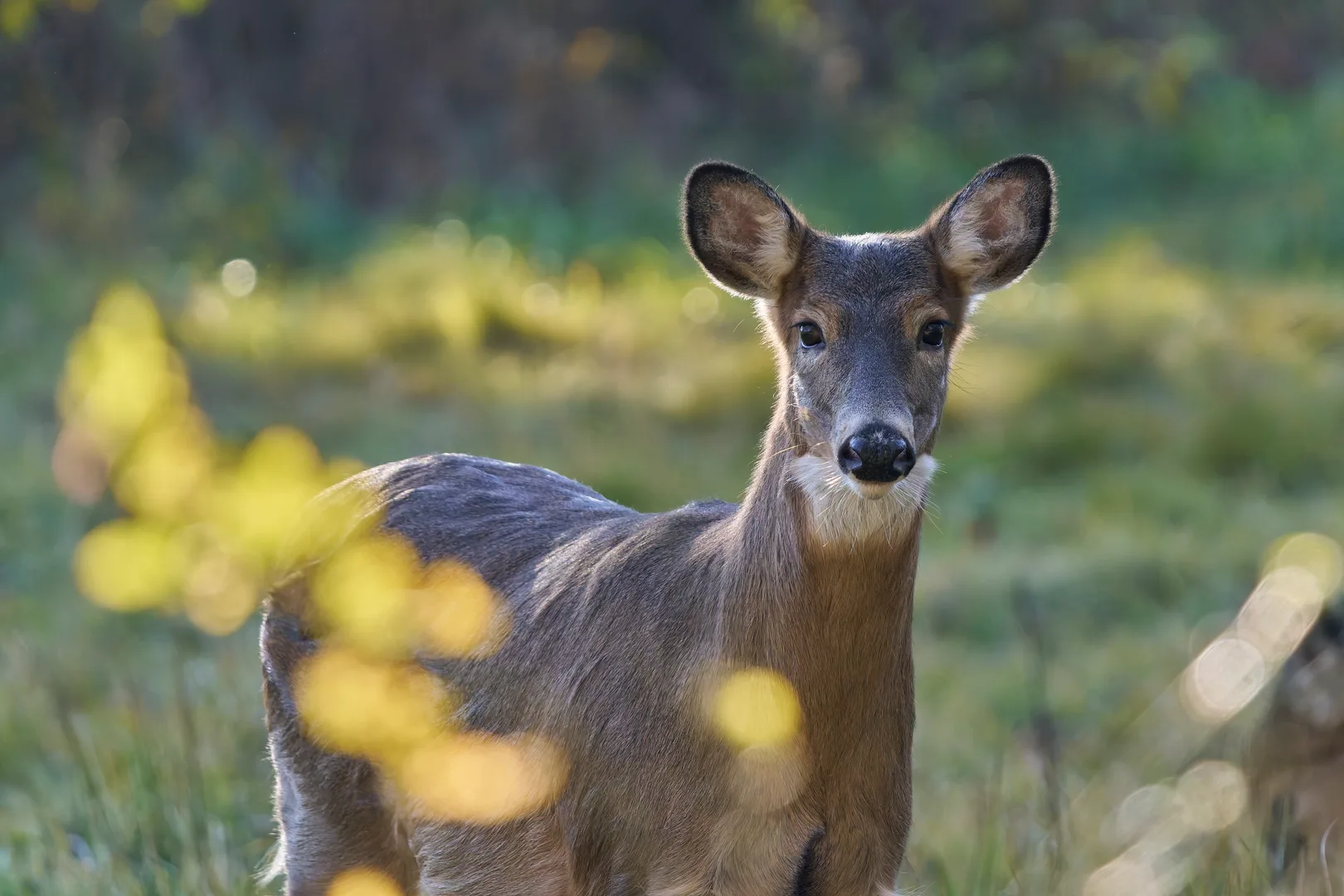 White-tailed doe standing in a sunny clearing