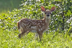 Spotted white-tailed fawn standing in tall grass