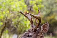 White-tailed buck with branching antlers