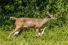 White-tailed deer bounding across a meadow