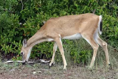 White-tailed deer grazing at the edge of a thicket