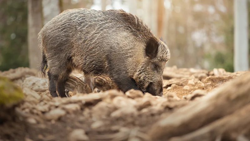 Wild boar rooting through leaf litter on a sunlit forest floor