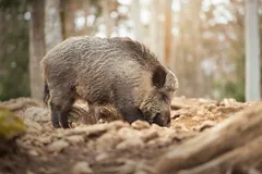 Wild boar rooting through leaf litter on a sunlit forest floor