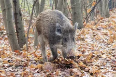 Wild boar nosing through fallen autumn leaves among young trees