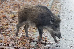 Bristly brown wild boar walking across a path covered in autumn leaves