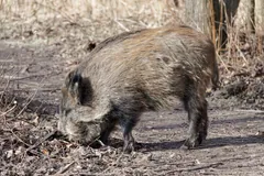 Wild boar with its snout down, digging in bare earth beside dry reeds