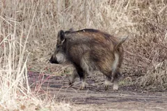 Young wild boar trotting past tall dry grass
