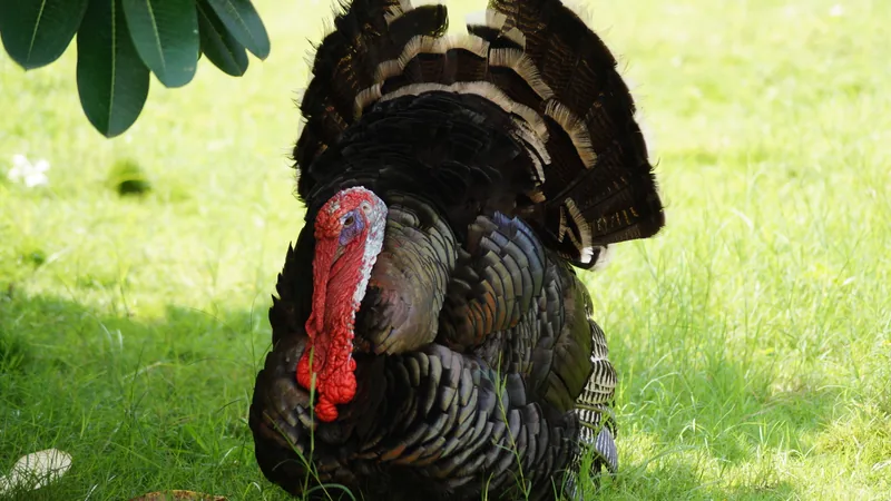 Male wild turkey strutting on grass with tail fanned and red wattle