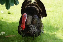 Male wild turkey strutting on grass with tail fanned and red wattle