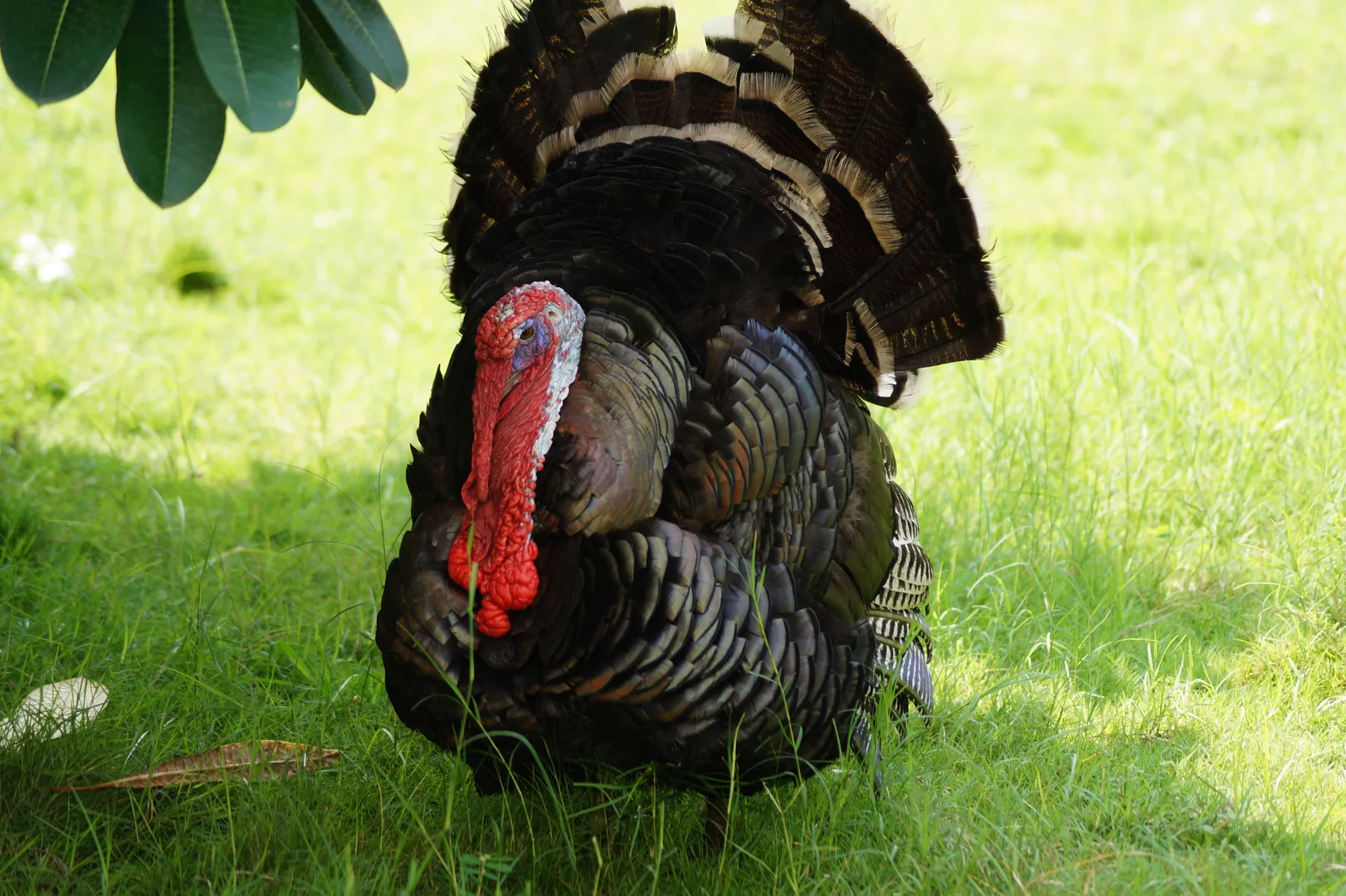 Male wild turkey strutting on grass with tail fanned and red wattle