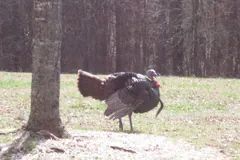 Tom turkey spreading its tail into a fan in open woodland