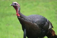 Wild turkey walking across a lawn with its head raised