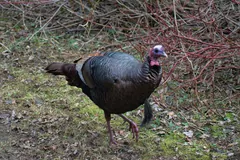 Wild turkey standing at the edge of a wooded path