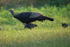 Wild turkey hen walking through grass with several poults