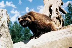 Wolverine, Snoqualmie Pass-Interstate 90 corridor, east of Seattle.