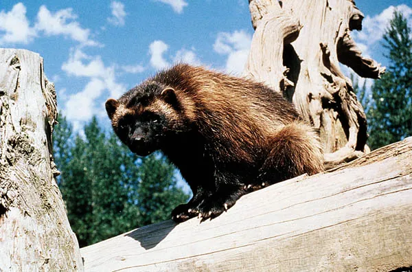 Wolverine, Snoqualmie Pass-Interstate 90 corridor, east of Seattle.