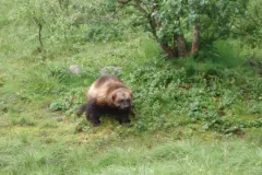 Wolverine, gulo gulo, in Polar Zoo, Bardu, Norway