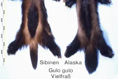 Wolverine, Glutton fur skins (Gulo gulo), left Siberia, right Alaska. Fur skin collection, Bundes-Pe