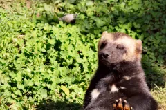 Wolferine in zoo Salzburg