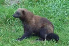 Wolverine