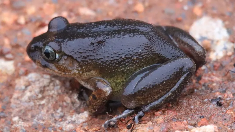 Western hairy frog relative (Astylosternus occidentalis) on forest leaf litter