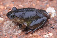 Western hairy frog relative (Astylosternus occidentalis) on forest leaf litter