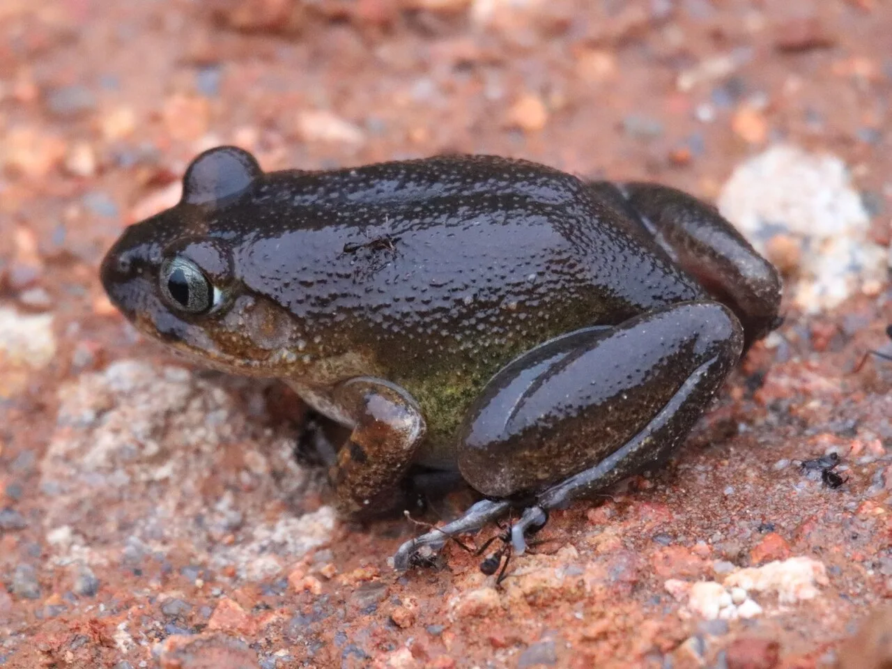 Western hairy frog relative (Astylosternus occidentalis) on forest leaf litter
