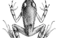 African clawed frog relative (Arthroleptis poecilonotus) in wild rainforest