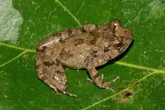 African squeaker frog relative (Arthroleptis adelphus) on damp rainforest substrate