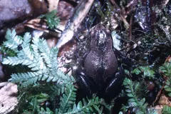 Long-fingered forest frog (Cardioglossa manengouba) showing digit morphology in Mount Okou habitat