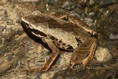 Silver long-fingered frog (Cardioglossa leucomystax) on tropical forest floor