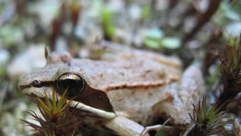 Close view of a pale brown young wood frog among moss, the dark mask through its eye showing