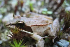 Close view of a pale brown young wood frog among moss, the dark mask through its eye showing