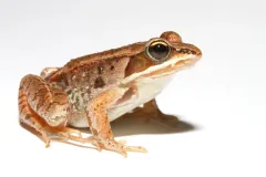 Tan wood frog sitting against a plain white background, its dark eye mask and pale lip stripe showing