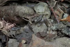 Brown wood frog half hidden among dead leaves and stones on the forest floor