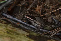 Dark brown wood frog with a pale lip stripe sitting among twigs and pine needles