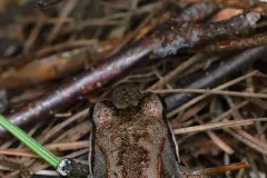 Wood frog seen from above, its head among twigs and fallen pine needles