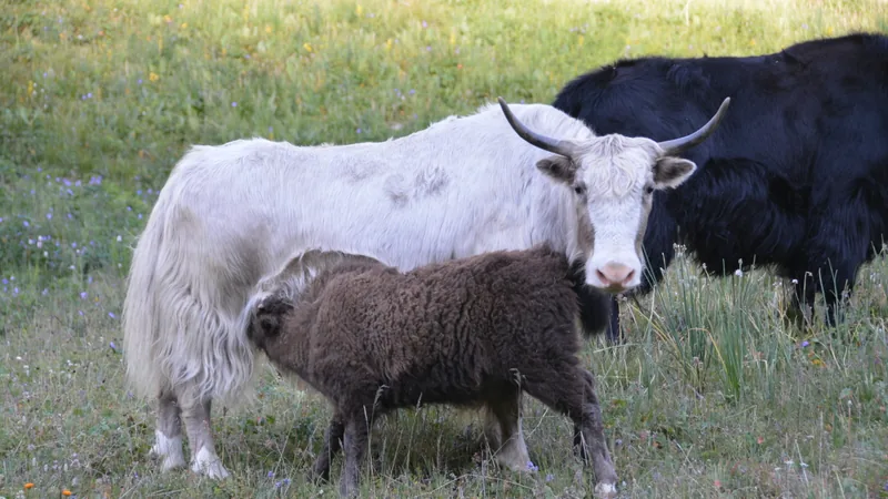 White yak with long shaggy hair beside a brown calf, a black yak behind them on grass