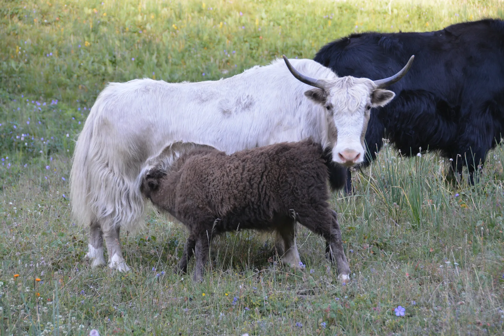 White yak with long shaggy hair beside a brown calf, a black yak behind them on grass