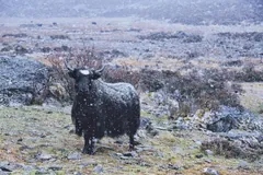 Black yak with a thick coat standing on rocky ground in falling snow