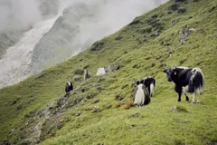 Black and white yaks grazing on a steep green mountainside